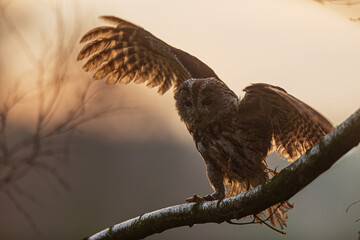 female tawny owl (Strix aluco) in backlight with wings outstretched