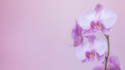 A delicate lilac orchid against a soft lilac backdrop, close-up shot, Minimalist style