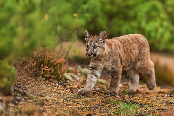 close detail of Cougar (Puma concolor), puma, mountain lion, panther, or catamount in the forest