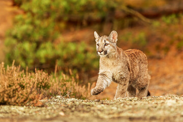 close detail of Cougar (Puma concolor), puma, mountain lion, panther, or catamount in the heather