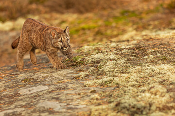 close detail of Cougar (Puma concolor), puma, mountain lion, panther, or catamount in the moss