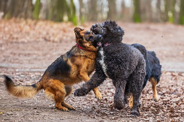 female German Shepherd Dog during the game