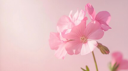 Fototapeta premium A delicate pink geranium against a pale pink background, close-up shot, Minimalist style