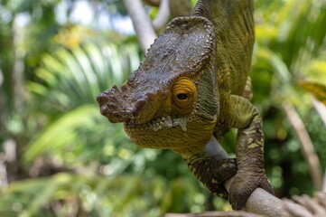 Parson's chameleon (Calumma parsonii) .Large endemic species of chameleon, Madagascar nature