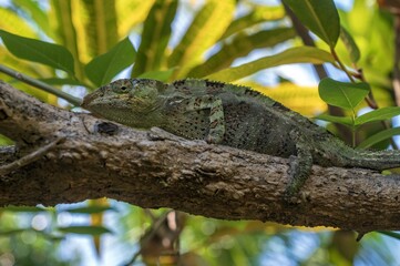 Parson's chameleon (Calumma parsonii) .Large endemic species of chameleon, Madagascar nature