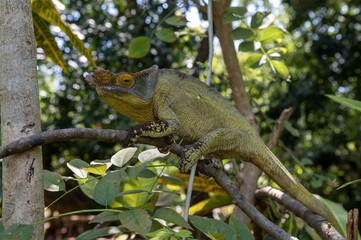 Parson's chameleon (Calumma parsonii) .Large endemic species of chameleon, Madagascar nature
