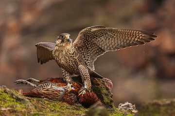 female Peregrine falcon (Falco peregrinus) has caught a pheasant on an autumn day