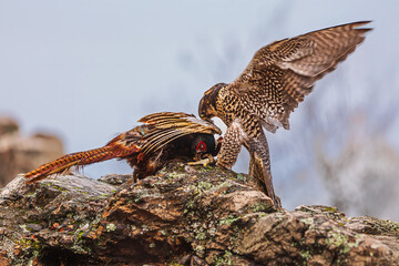 female Peregrine falcon (Falco peregrinus) tearing up a hunted bird