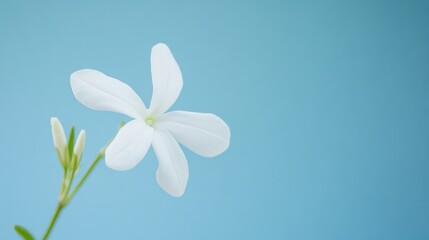 Fototapeta premium A delicate white jasmine flower against a soft blue background, close-up shot, Minimalist style