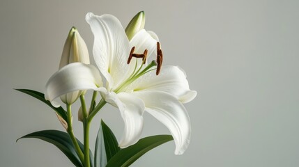 Obraz premium A delicate white lily against a pale grey background, close-up shot, Minimalist style