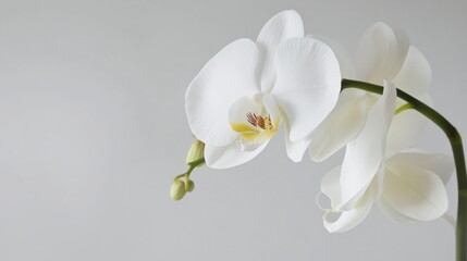 A delicate white orchid against a light gray background, close-up shot, Minimalist style