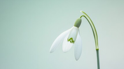 A delicate white snowdrop against a pale green background, close-up shot, Minimalist style