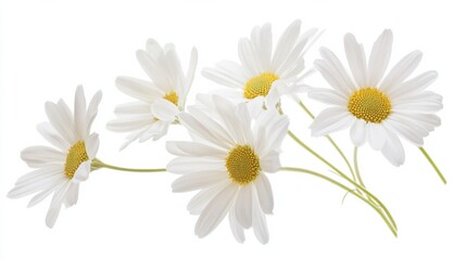 Obraz premium A detailed photograph of a cluster of white daisy flowers with delicate petals, isolated white background, impressionistic art style
