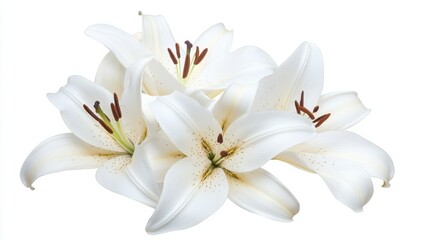 Fototapeta premium A detailed photograph of a cluster of white lily flowers with delicate petals, isolated white background, naturalistic art style