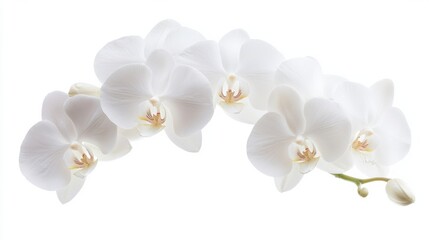 Obraz premium A detailed photograph of a cluster of white orchid flowers with intricate patterns, isolated white background, minimalist art style