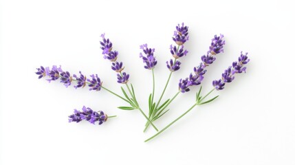 Naklejka premium A detailed shot of a blooming lavender with its fragrant purple spikes, isolated white background, minimalistic composition