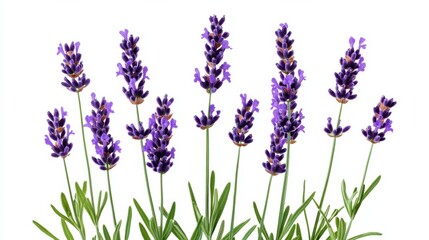 Naklejka premium A detailed shot of a blooming orange zinnia with layered petals, isolated white background, minimalistic art style