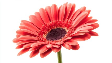 A detailed shot of a blooming sunflower with its bright yellow petals and intricate center, isolated white background, minimalistic art style
