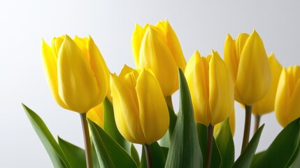 Obraz premium A detailed shot of a cluster of yellow tulips with their bright petals, isolated white background, abstract art style