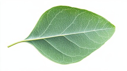 Obraz premium A detailed shot of a green eucalyptus leaf with a matte texture, isolated white background, minimalistic art style