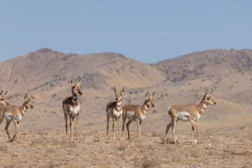 Pronghorn Antelope Does in the Utah Desert in Autumn