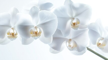Obraz premium A detailed shot of a white orchid with its exotic blooms and intricate patterns, isolated white background, minimalist art style