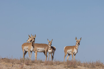 Pronghorn Antelope Does in the Utah Desert in Autumn