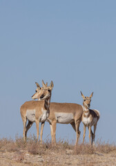 Pronghorn Antelope Does in the Utah Desert in Autumn