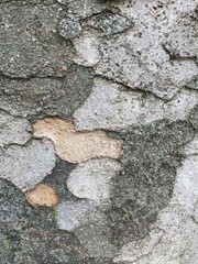 ケヤキの樹皮　鱗状剥がれ　背景画像