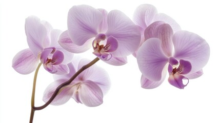 A detailed shot of delicate orchid blooms with their purple and white petals, isolated white background, minimalistic art style