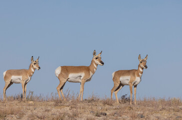 Pronghorn Antelope Does in the Utah Desert in Autumn