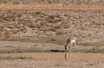 Pronghorn Antelope Doe in the Utah Desert in Autumn