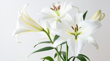 Fototapeta premium A detailed shot of delicate white lily flowers with their trumpet-shaped blossoms and sweet fragrance, isolated white background, minimalist art style