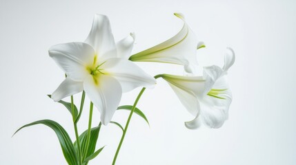 Fototapeta premium A detailed shot of delicate white lily flowers with their trumpet-shaped blossoms and sweet fragrance, isolated white background, minimalist art style