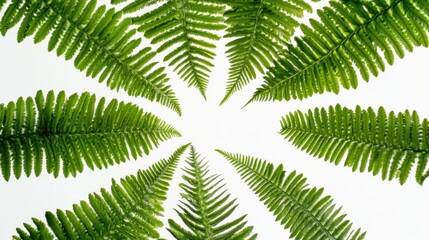 A detailed shot of lush green fern fronds with their delicate leaflets and intricate patterns, isolated white background, minimalist art style