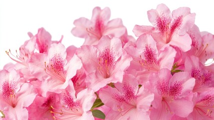 A detailed shot of vibrant pink azalea flowers with their clusters of small blooms, isolated white background, minimalist art style