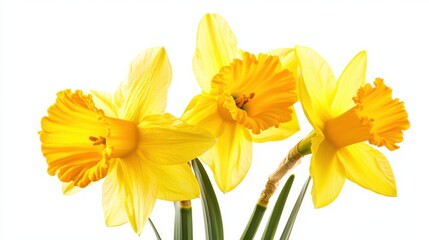A detailed shot of vibrant yellow daffodil flowers with their trumpet-shaped blooms, isolated white background, minimalistic art style