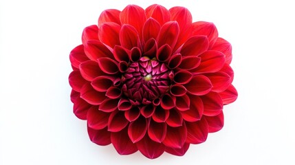 A detailed view of a blooming red dahlia with its numerous petals, isolated white background, minimalistic art style
