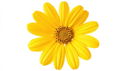 Obraz premium A detailed view of a bright yellow daisy with its petals radiating from a central core, isolated white background, minimalistic art style
