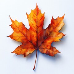 Fototapeta premium Single autumn maple leaf on white.