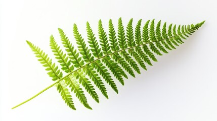 A detailed view of a fresh green fern leaf with its delicate fronds unfurling, isolated white background, minimalistic art style