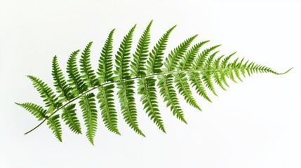 A detailed view of a fresh green fern leaf with its delicate fronds unfurling, isolated white background, minimalistic art style