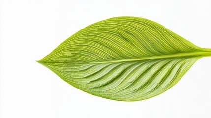 A detailed view of a green hosta leaf with its ridged texture, isolated white background, minimalistic art style