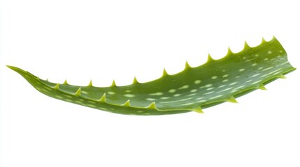 A detailed view of a lush green aloe vera leaf with its spiky edges, isolated white background, minimalistic art style