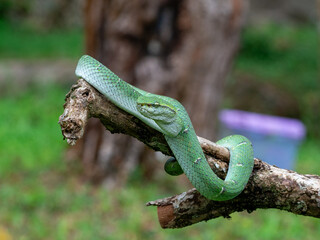 green snake on tree
