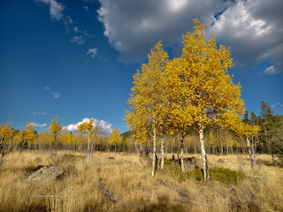 Fototapeta premium Various Colorado Fall/Autumn colors in mountains aspen trees. Western American autumn landscape with distinctive aspen trees displaying golden fall foliage