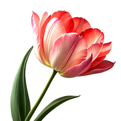 Naklejka premium tulip isolated on white