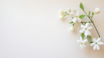 Fototapeta premium A graceful white jasmine against a soft ivory background, close-up shot, Minimalist style