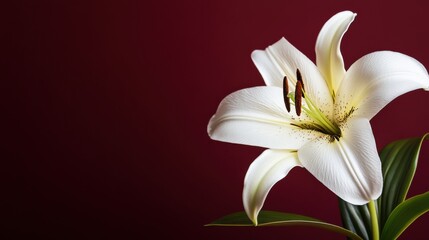 Naklejka premium A graceful white lily against a rich burgundy background, close-up shot, Stock photo library style