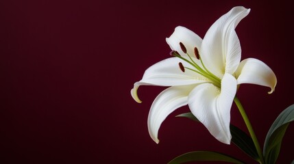 Fototapeta premium A graceful white lily against a rich burgundy background, close-up shot, Stock photo library style
